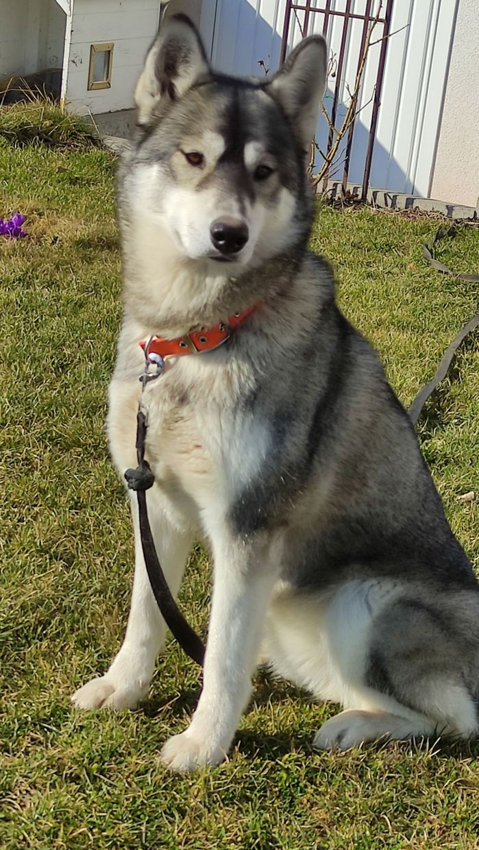 Huskyhündin